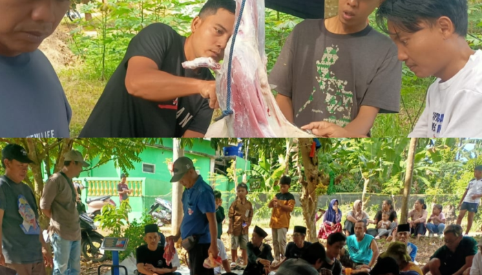 Gotong Royong Idul Adha di Seloretno Tetap Terjaga, 18 Sapi dan 43 Kambing Dikurbankan