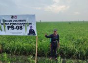 ‎Bibit Padi PS 08 Sukses Ditanam di Ribuan Hektar, Seluruh Kecamatan di Lampung Selatan Pakai Varietas Unggul Ini