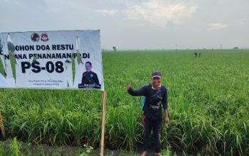 ‎Bibit Padi PS 08 Sukses Ditanam di Ribuan Hektar, Seluruh Kecamatan di Lampung Selatan Pakai Varietas Unggul Ini