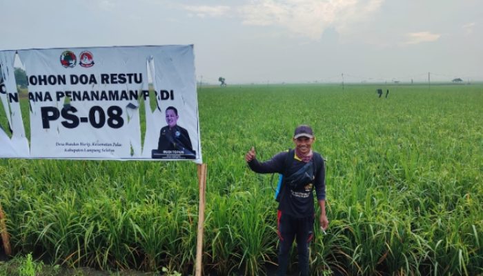 ‎Bibit Padi PS 08 Sukses Ditanam di Ribuan Hektar, Seluruh Kecamatan di Lampung Selatan Pakai Varietas Unggul Ini