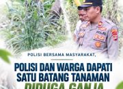 Sinergi Polisi-Masyarakat, Polsek Katibung Temukan Tanaman Diduga Ganja di Ladang Warga   