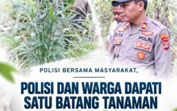 Sinergi Polisi-Masyarakat, Polsek Katibung Temukan Tanaman Diduga Ganja di Ladang Warga   