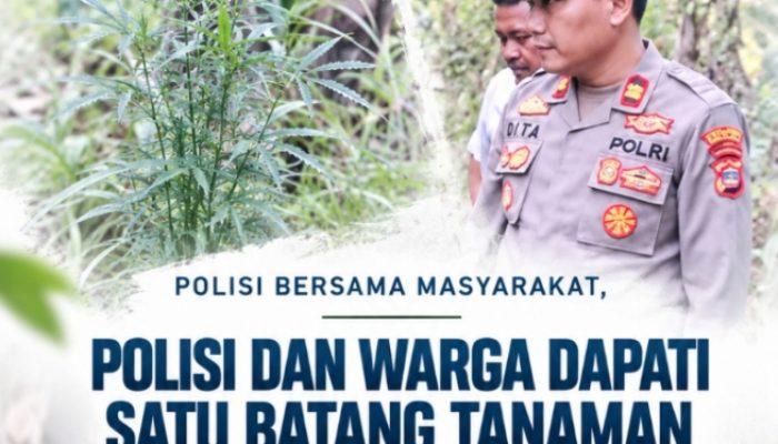 Sinergi Polisi-Masyarakat, Polsek Katibung Temukan Tanaman Diduga Ganja di Ladang Warga   